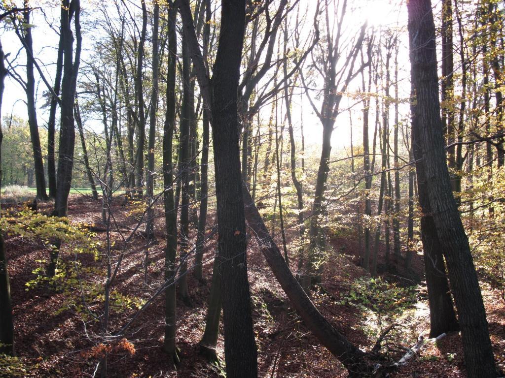 Hotel-Cafe "Schauinsland" Horn-Bad Meinberg Exteriör bild